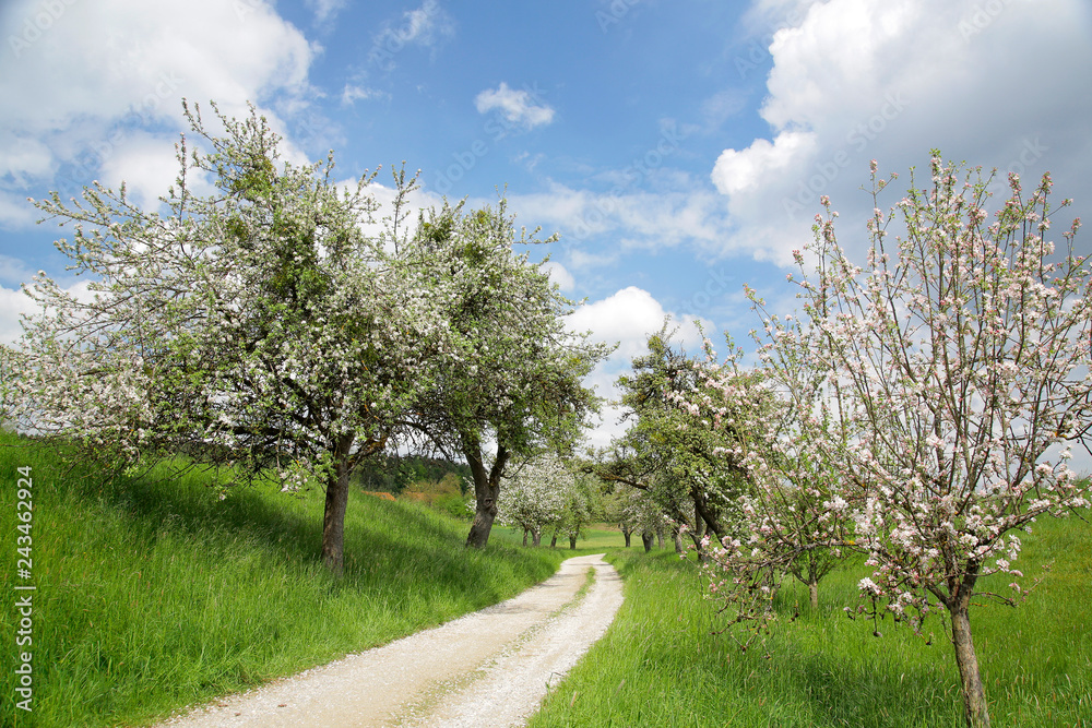 Blühende Obstbäume mit Weg im Frühling, Bayern, Deutschland StockFoto