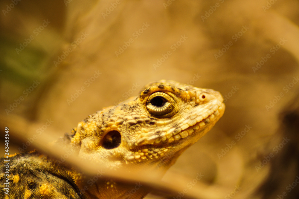 portrait of a lizard
