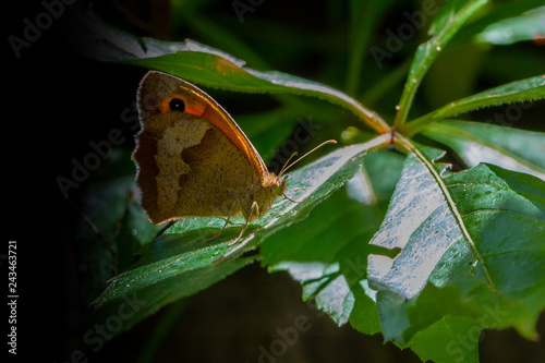 Rosbindiger Samtfalter photo