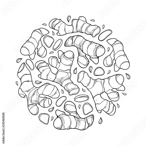 Vector round bunch of outline Ginger root with slice in black isolated on white background. Spicy and culinary plant Ginger in contour style for organic or herbal medicine design and coloring book. 