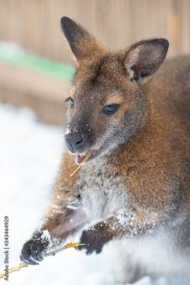 Fototapeta premium Wallaby Snack