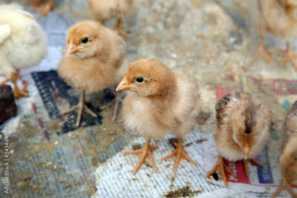Fototapeta premium A baby chicken on the farm in Kumrokhali, West Bengal, India 