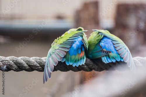 Couple d'oiseaux inséparables, plumage coloré