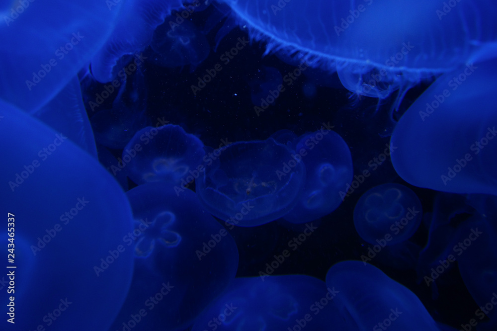 blue jellyfish world blue jellyfish world