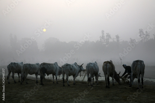 Misty morning in the Bengal countryside Kumrokhali