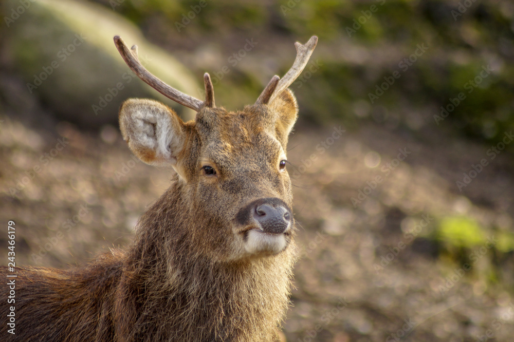 Obraz premium deer portrait