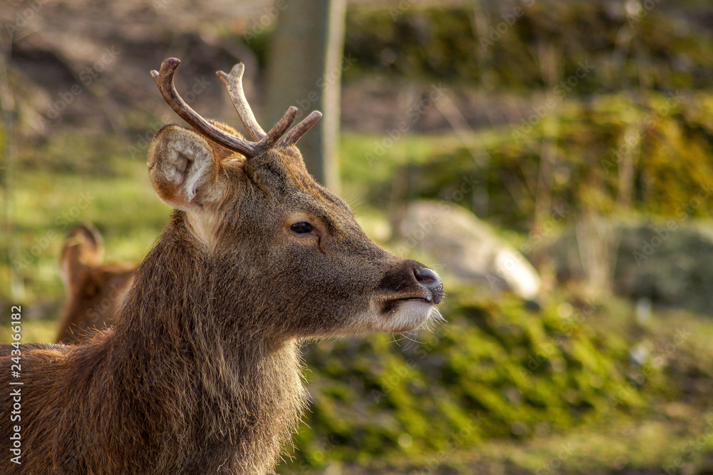 Fototapeta premium deer portrait