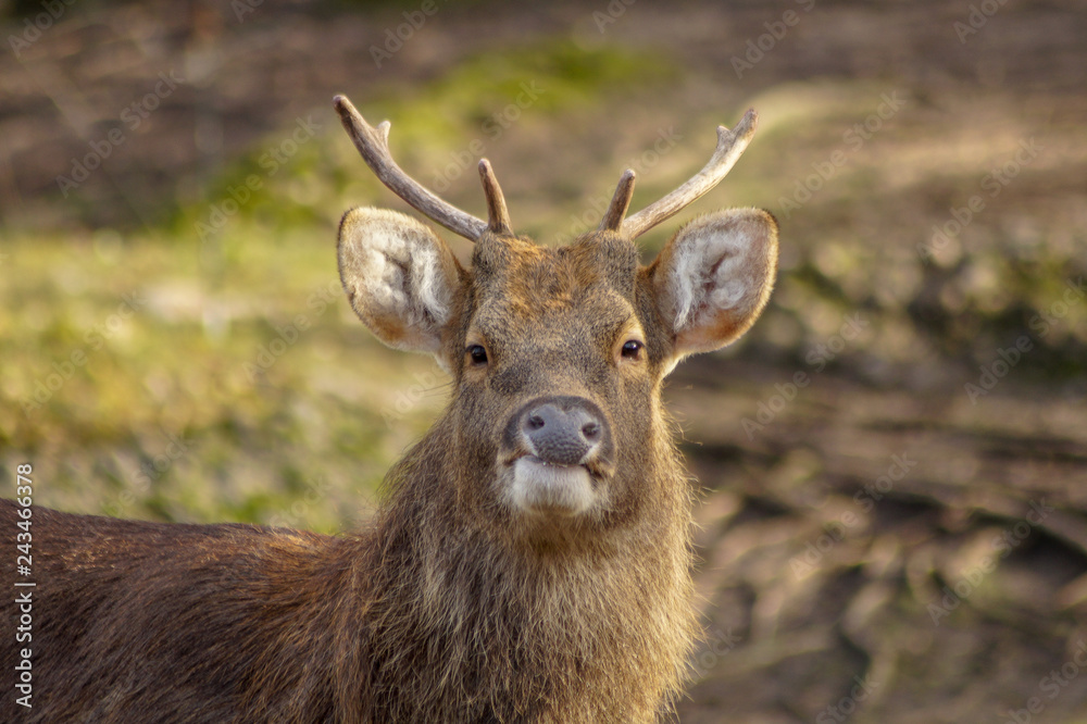 Fototapeta premium deer portrait