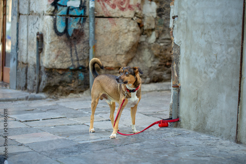 Cane occhi azzurri