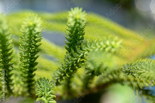 Macro fogliame albero