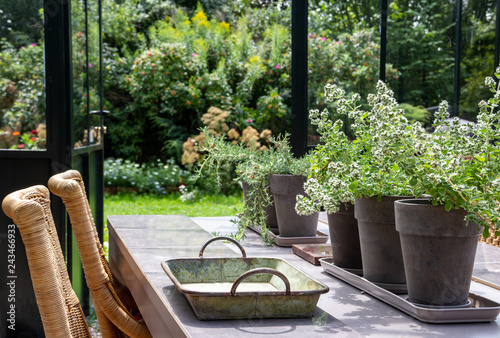 Photos Plants in concrete grey pots set in a row on a table, decorative tray with handles, wicker chairs, in orangery in the sunlight