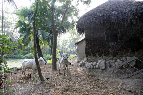 Bengali village in Sundarbans, West Bengal, India photo