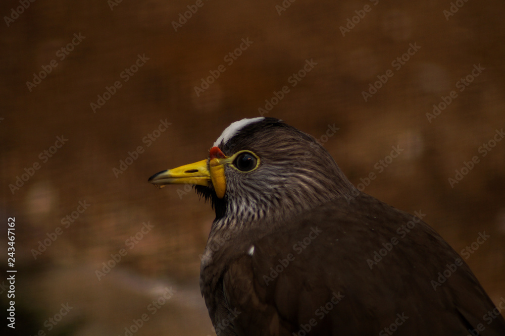 portrait of a bird portrait of a bird