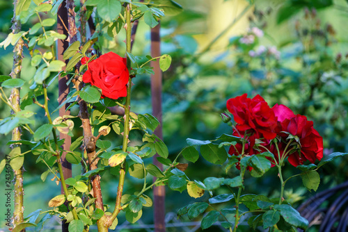 Rosen im Garten