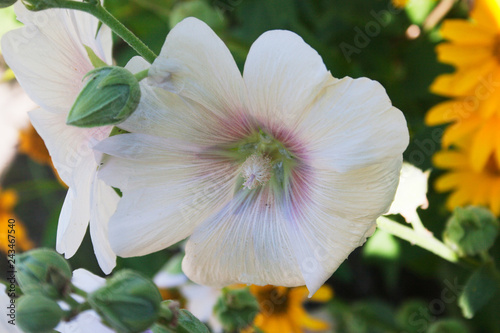 White Mallow Flower. Candid. photo