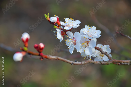 Flowering fruit tree branch