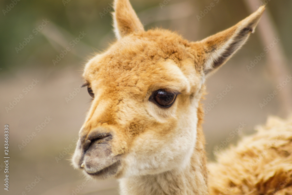 Fototapeta premium cute deer