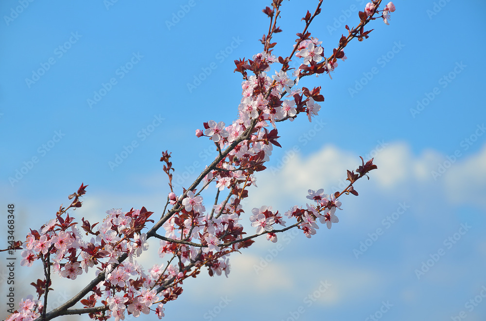 Red flowering fruit tree branch Red flowering fruit tree branch
