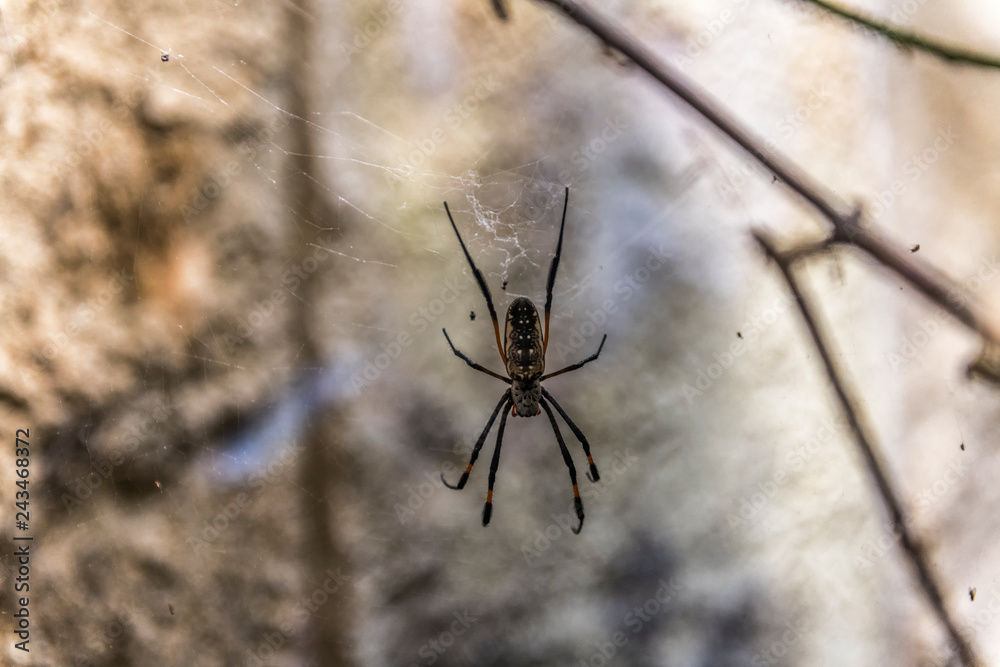 Big spider sits in the center of the web and waits for the victim Big spider sits in the center of the web and waits for the victim