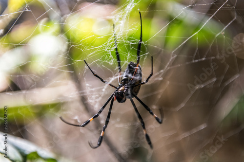 Big spider sits in the center of the web and waits for the victim