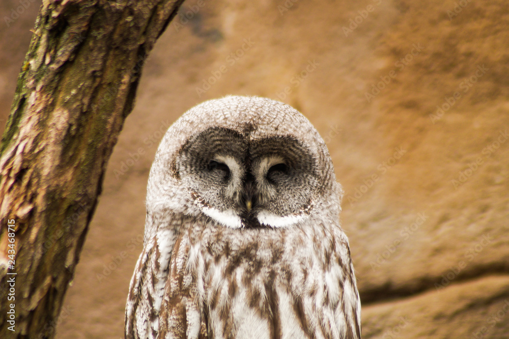 Fototapeta premium owl