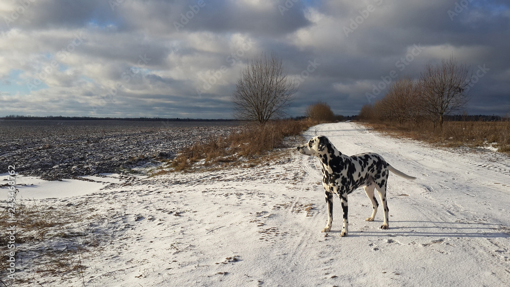 Portrait of dalmatian dog in freezy winter time