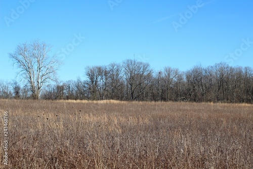 A tall grass field in the countryside on a bright sunny day.