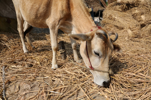 Cattle grazing in village Kumrokhali, West Bengal, India  photo