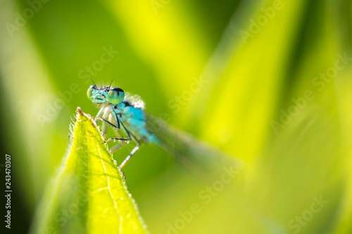 Coenagrion - Azure Damselfly - dragon-fly