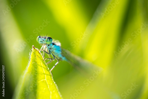 Coenagrion - Azure Damselfly - dragon-fly photo