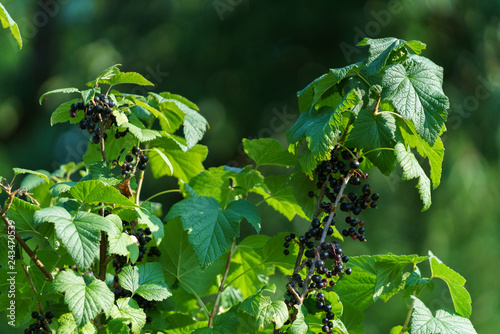 Johannisbeeren