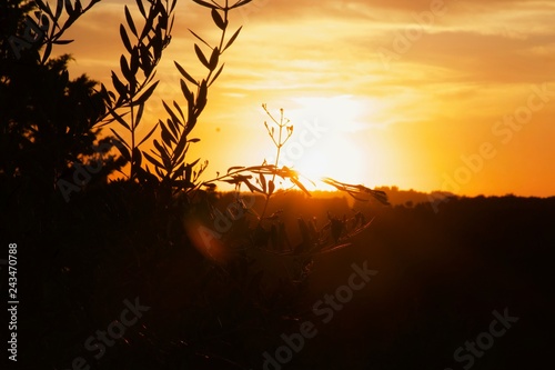 Coucher de soleil sur le Chianti