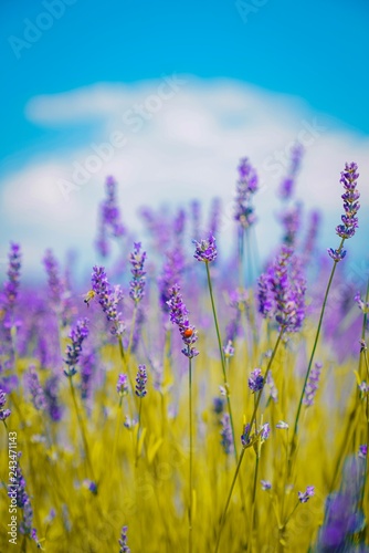 field of lavender flowers