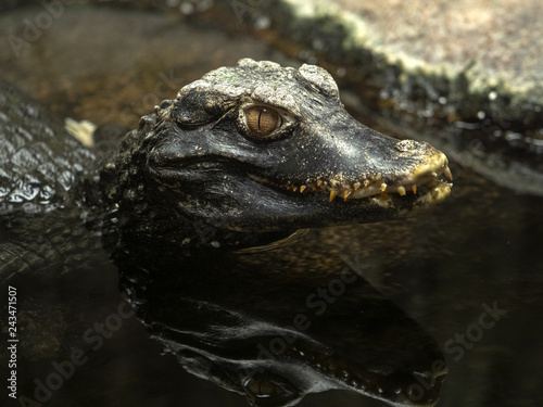 Dwarf caiman, Paleosuchus palpebrosus, is one of the smallest crocodiles photo