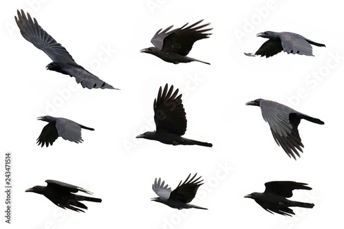 Group of black crow flying on white background. Animal. Black Bird.