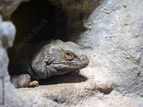 Chuckwalla, Sauromalus obesus, peeks out of hiding photo