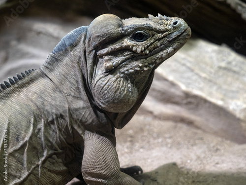 Portrait of a large male Rhinoceros iguana, Cyclura cornuta