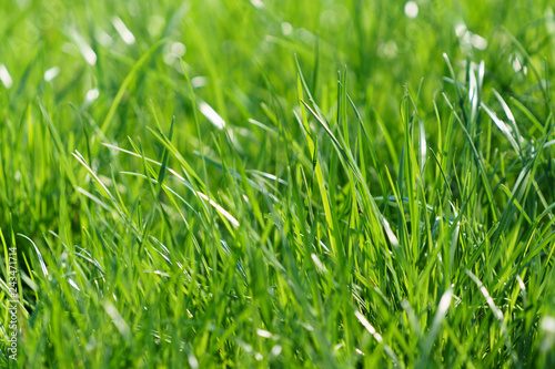 Gras