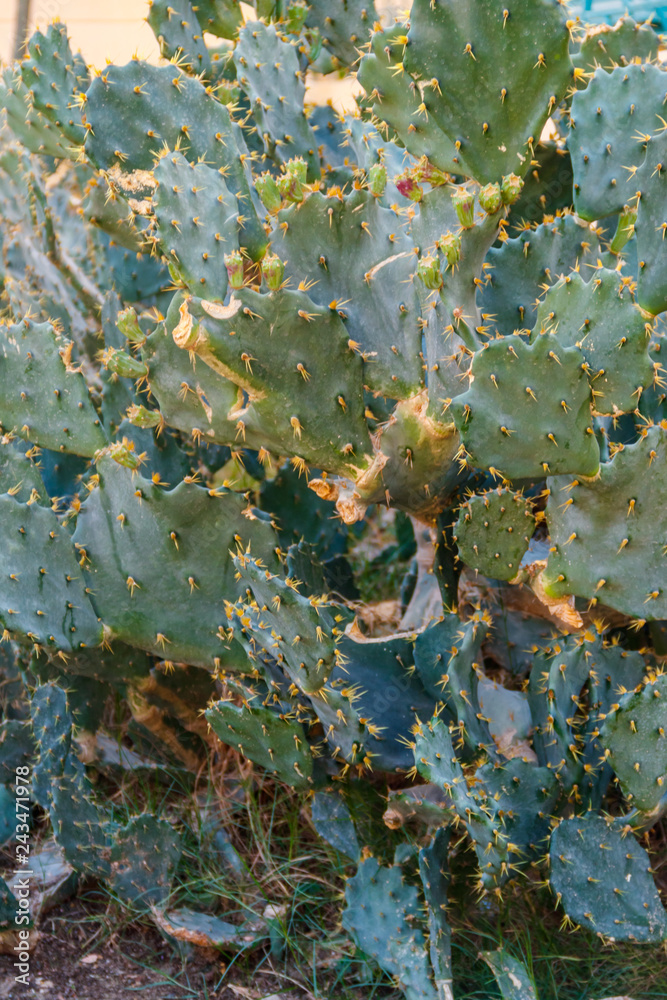 Prickly pear cactus (Opuntia) in the garden