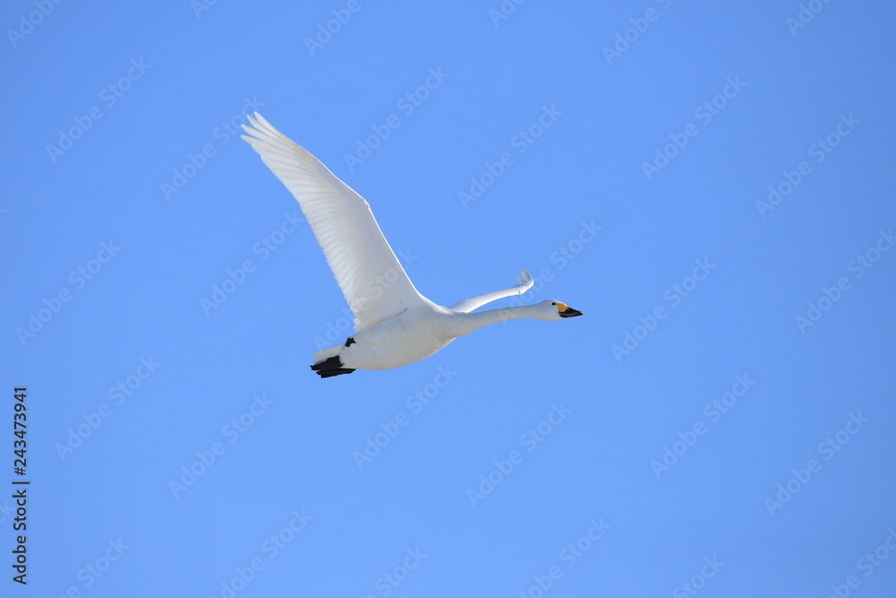 Obraz premium ハクチョウ Swan