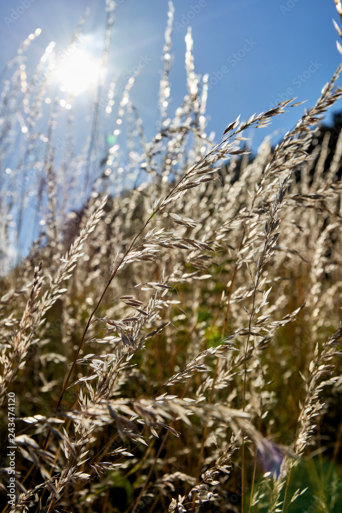 Fototapeta premium Gräser im Gegenlicht