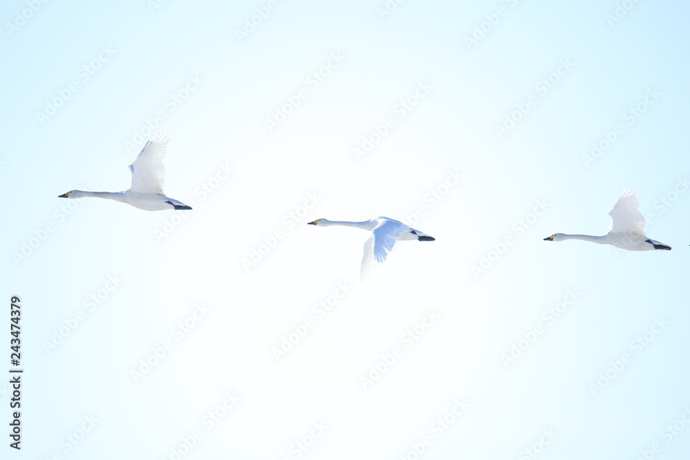 Obraz premium ハクチョウ Swans