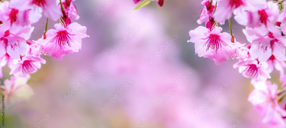 Beautiful cherry blossoms sakura tree bloom in spring over the blue sky, copy space, close up. Beautiful cherry blossoms sakura tree bloom in spring over the blue sky, copy space, close up.