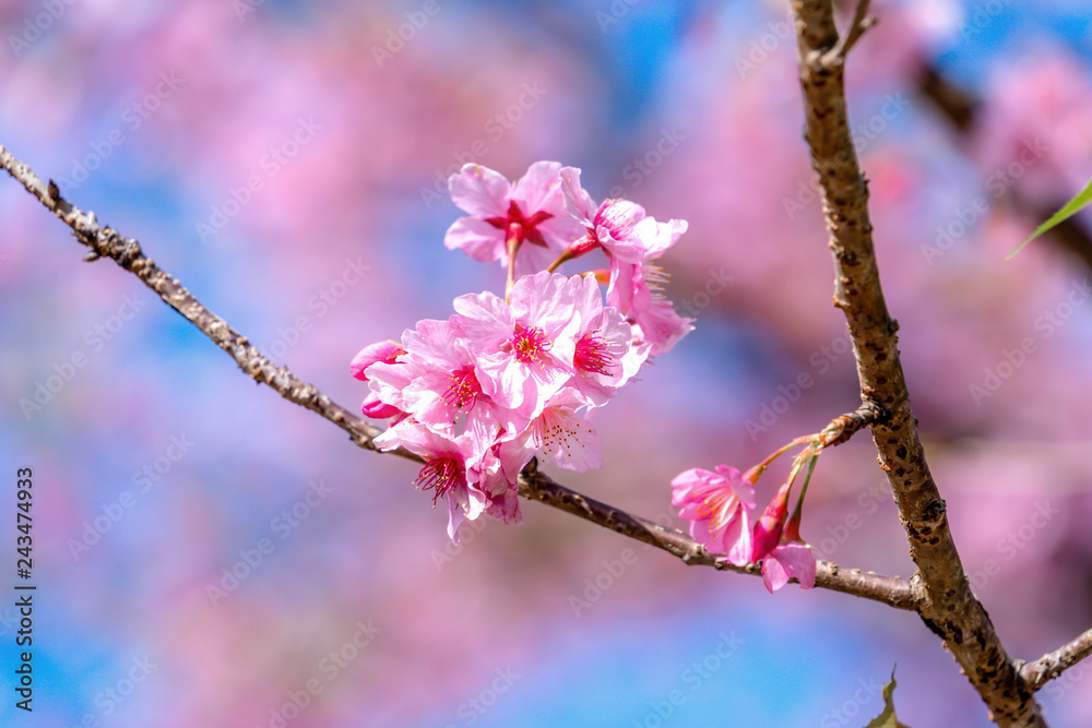 Beautiful cherry blossoms sakura tree bloom in spring over the blue sky, copy space, close up. Beautiful cherry blossoms sakura tree bloom in spring over the blue sky, copy space, close up.
