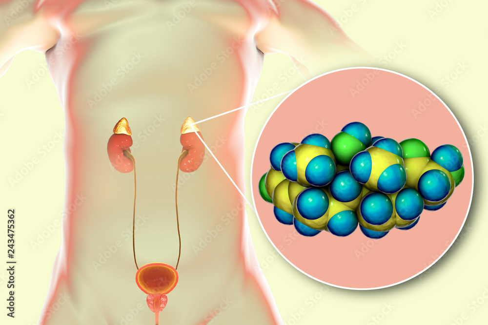 Ilustração do Stock: Molecule of cortisol hormone and adrenal gland, 3D ...