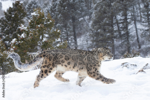 Rare  Endangered Snow Leopard in Snowy environment
