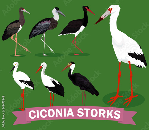 Ciconia storks set