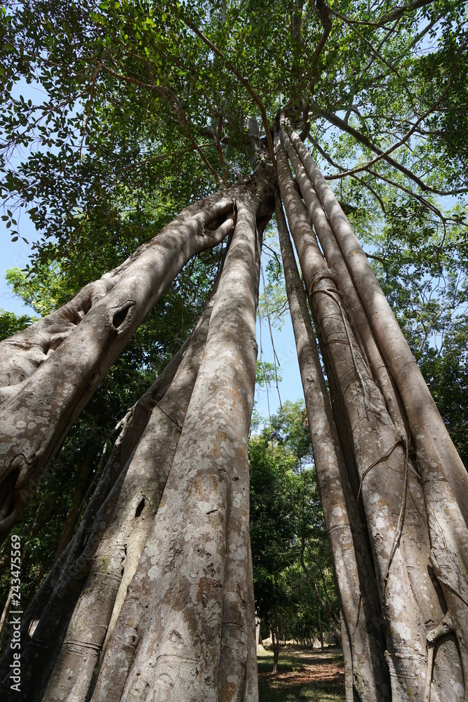 Fototapeta premium Kampong Thom, Cambodia-January 12, 2019: Big Tetrameles trees at Prasat Tor Area in Sambor Prei Kuk in Cambodia