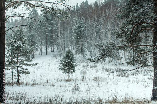 a pine tree on meadow on cloudy day in the woods during snowfall in Siberia © wundermann