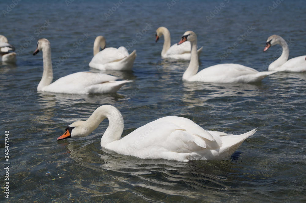 Obraz premium two swans on the lake